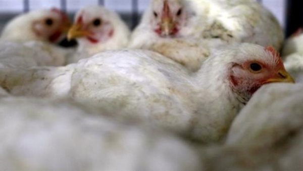 إنفلونزا الطيور