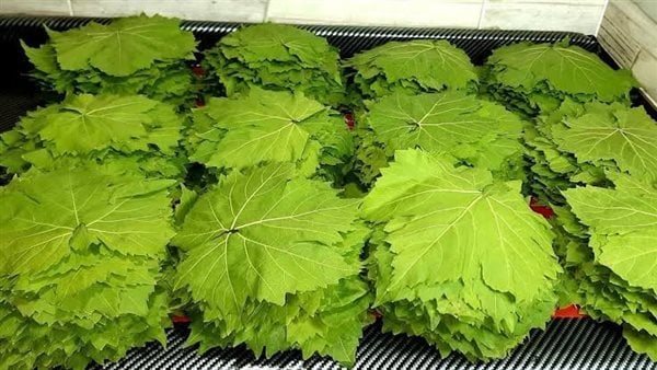 تجفيف ورق العنب