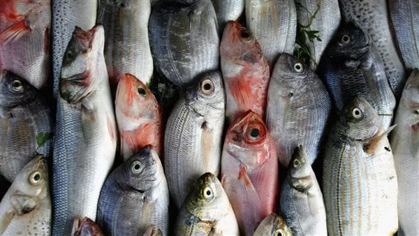 لماذا ترتفع أسعار الأسماك في مصر رغم زيادة الإنتاج؟