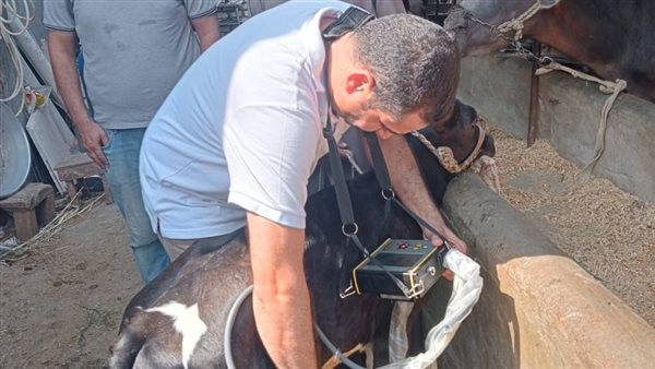 الكشف على بقرة البحيرة