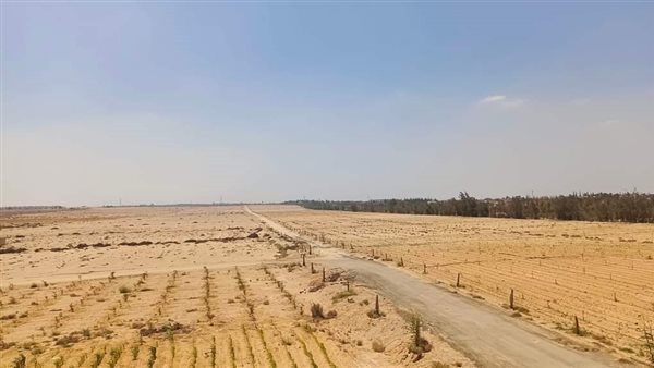 سفنكس الجديدة