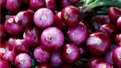 بشرى سارة.. شعبة الخضراوات: انخفاض حاد لسعر البصل في هذا الموعد