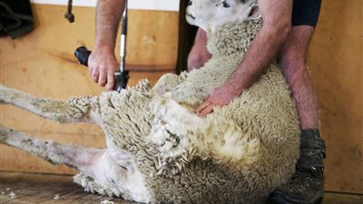 الإفتاء تحسم الجدل حول حكم الذبح عند شراء شيء جديد