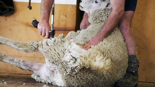 الذبح عند شراء شيء