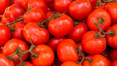 انخفاض كبير في أسعار الطماطم بالأسواق وتوقعات باستمرار التراجع 