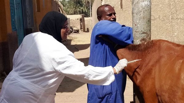 حملة تحصين الأبقار