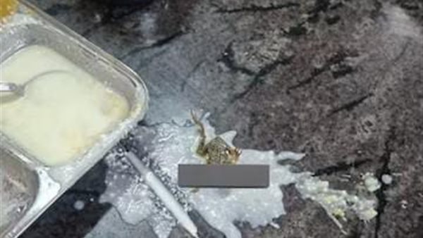 الضفدع الميت