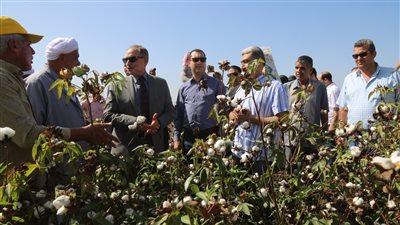 محافظ كفر الشيخ: ننتج ثلث إنتاج الجمهورية من القطن.. ومتوسط الإنتاجية من 10 لـ 12 قنطارا