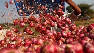 شعبة الخضراوات تكشف موعد انخفاض أسعار البصل