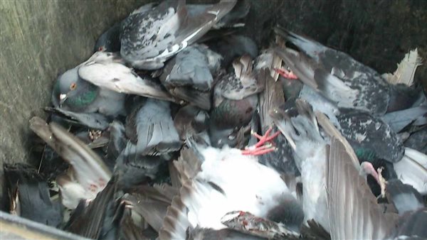 صيد الحمام بنادي