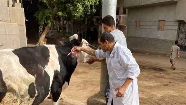 الطب البيطري بالمنيا