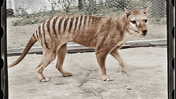 نمر تسمانيا