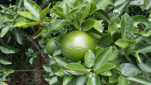 البرتقال الأخضر