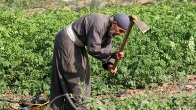 الزراعة: السعر الاسترشادي للسلع الاستراتيجية ضمان لعدم تعرض الفلاح لمخاطر الانخفاض