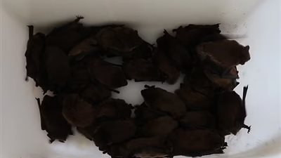 اختبأت في الأدراج.. غزو خفافيش لـ أحد الفنادق يثير ذعر النزلاء بالتشيك