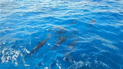 الدولفين ذو الأنف الزجاجي يظهر للسائحين خلال رحلاتهم البحرية بالغردقة | صور