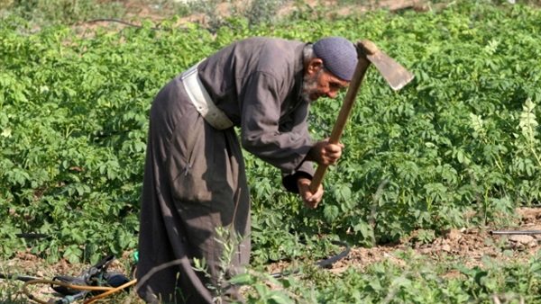 فلاح - أرشيفية