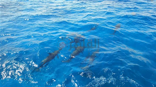 الدلافين قبالة سواحل