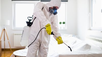 تفسير رؤية البق وقتله في المنام للمتزوجة.. تحمل دلالات إيجابية