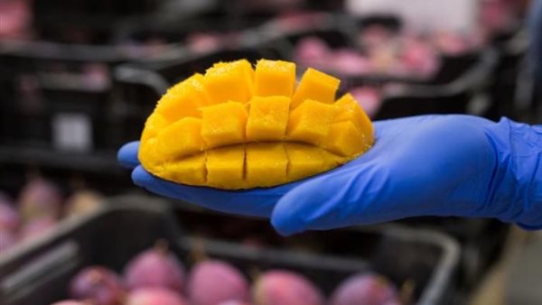 طريقة تخزين المانجو