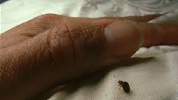 تفسير رؤية البق في