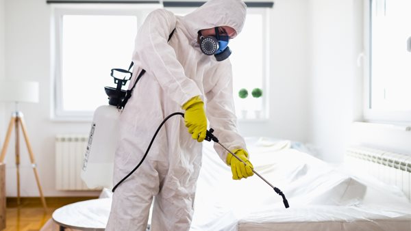 تفسير رؤية البق وقتله