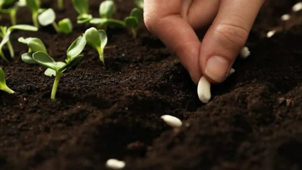 زراعة الفاصوليا 