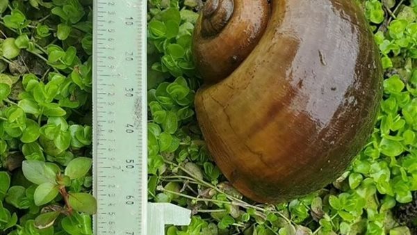 القواقع الغازية القاتلة