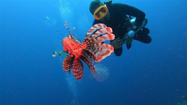 سمكة الديك تظهر قبالة