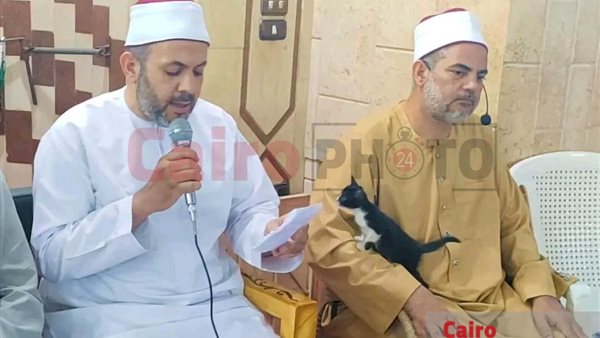 قطة تجلس على قدم