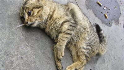 رماها من الشباك وصورها.. القبض على المتهم بإلقاء قطة من النافذة 