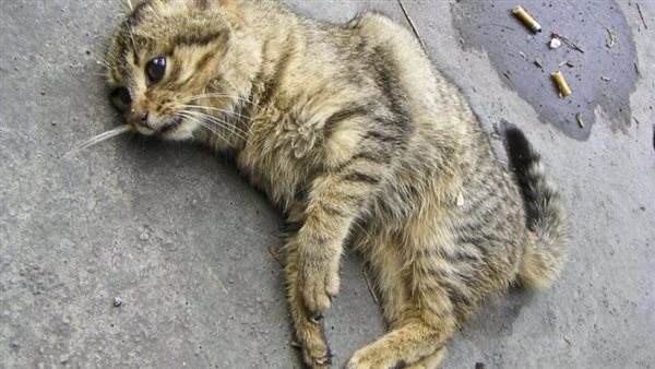 قطة مصابة- أرشيفية