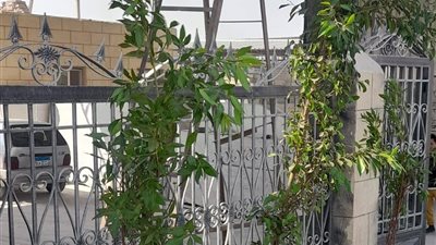 لزراعة 4400 شجرة.. البيئة تبدأ أعمال تشجير الكيلو الأول بشق الثعبان