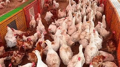 استقرار أسعار الخضراوات والدواجن اليوم 9 أكتوبر بالأسواق | بث مباشر