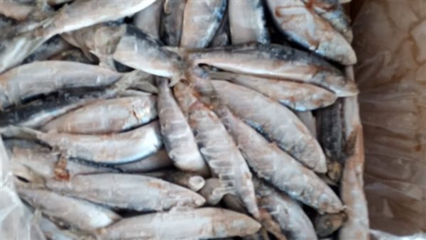 أسماك غير صالحة للاستهلاك