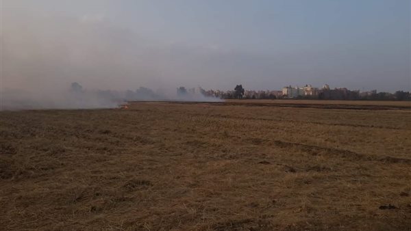 حرق قش الأرز 