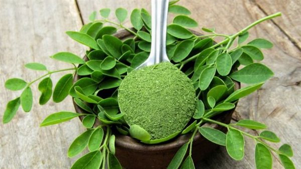 فوائد المورينجا