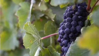 ارتفاع العنب لـ 120 جنيها للكيلو.. وخبراء يكشفون أسباب زيادة سعره في الأسواق| بث مباشر 