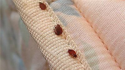 شكل حشرة البق الصغيرة.. حجمها ولونها وأضرارها وكيفية التخلص منها