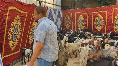 تضامن المنيا: تسليم 433 رأس ماشية بمركزي مطاي وسمالوط 