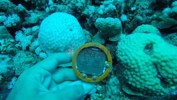 ظاهرة ابيضاض الشعاب