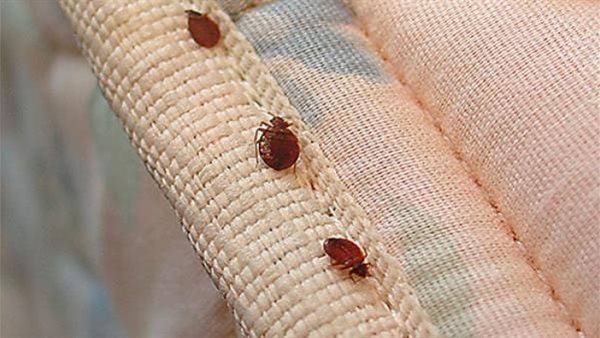 شكل حشرة البق الصغيرة