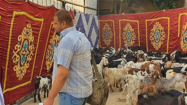 تضامن المنيا