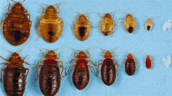 تفسير رؤية البق في