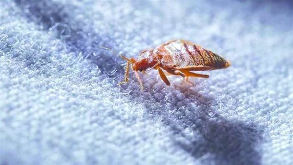 تفسير حلم البق في