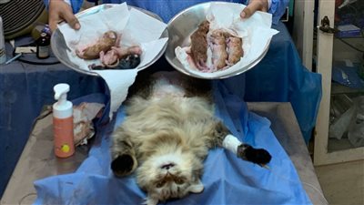 وضعت 6 قطط.. إنقاذ حياة قطة أصيبت بعسر في الولادة بـ بنها 