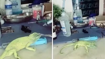 عن طريق الإنعاش القلبي الرئوي.. رجل ينقذ حرباء من الموت