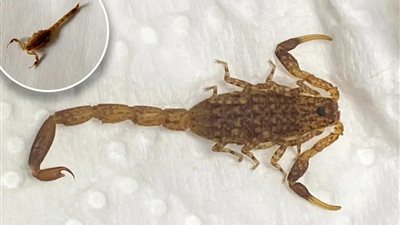 قطع 6000 ميل في الحقيبة.. عقرب ينتقل من إفريقيا إلى بريطانيا رفقة عائلة إنجليزية دون علمها