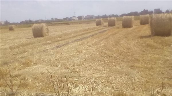 قش الأرز - صور أرشيفية