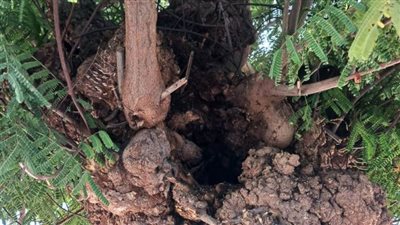 حصر الأشجار المصابة والتالفة بكورنيش النيل والأحياء السكنية والشوارع بأسوان لسرعة التعامل معها